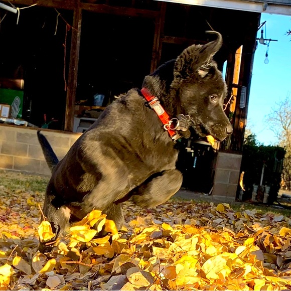 Meet your Posher, Kimberlee - Picture 1 of 1